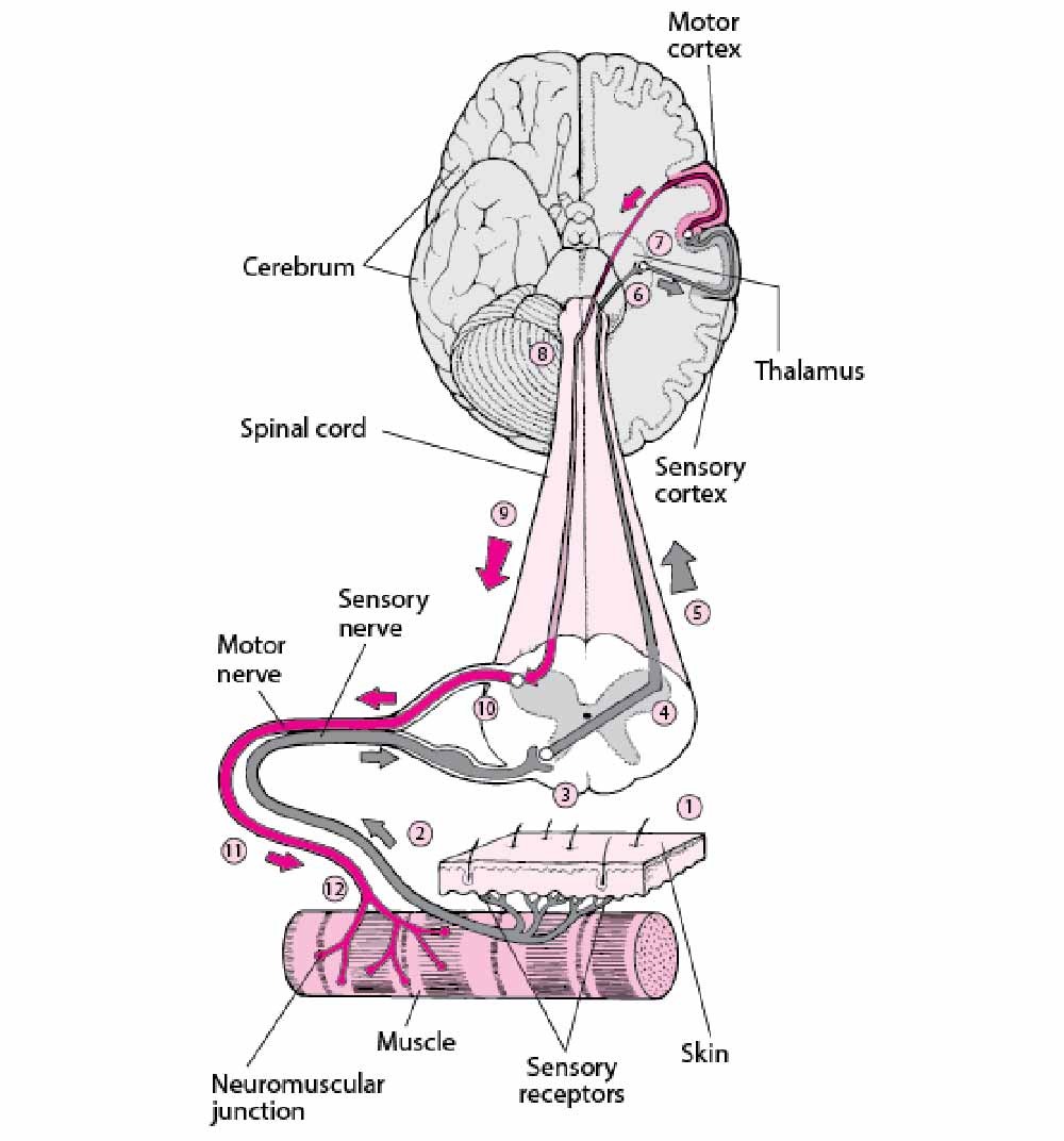 brain-signal-transmission